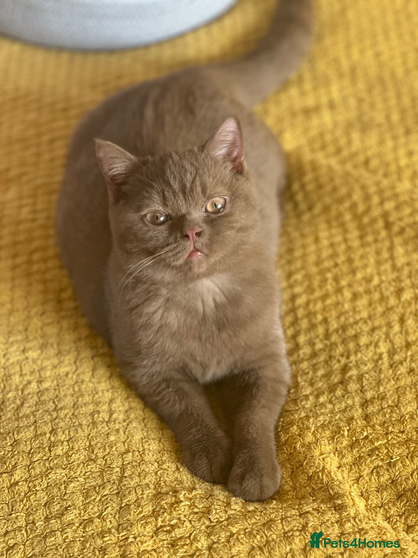 British Shorthair cats for sale: Champion British shorthair kittens very rare  - Advert 3