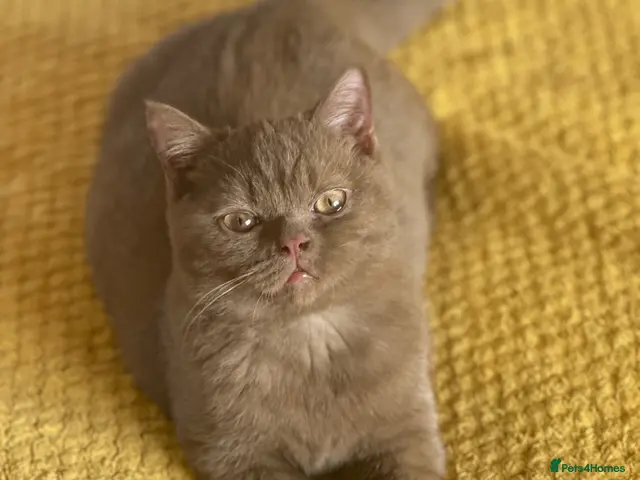 British Shorthair cats for sale: Champion British shorthair kittens very rare - Advert 3