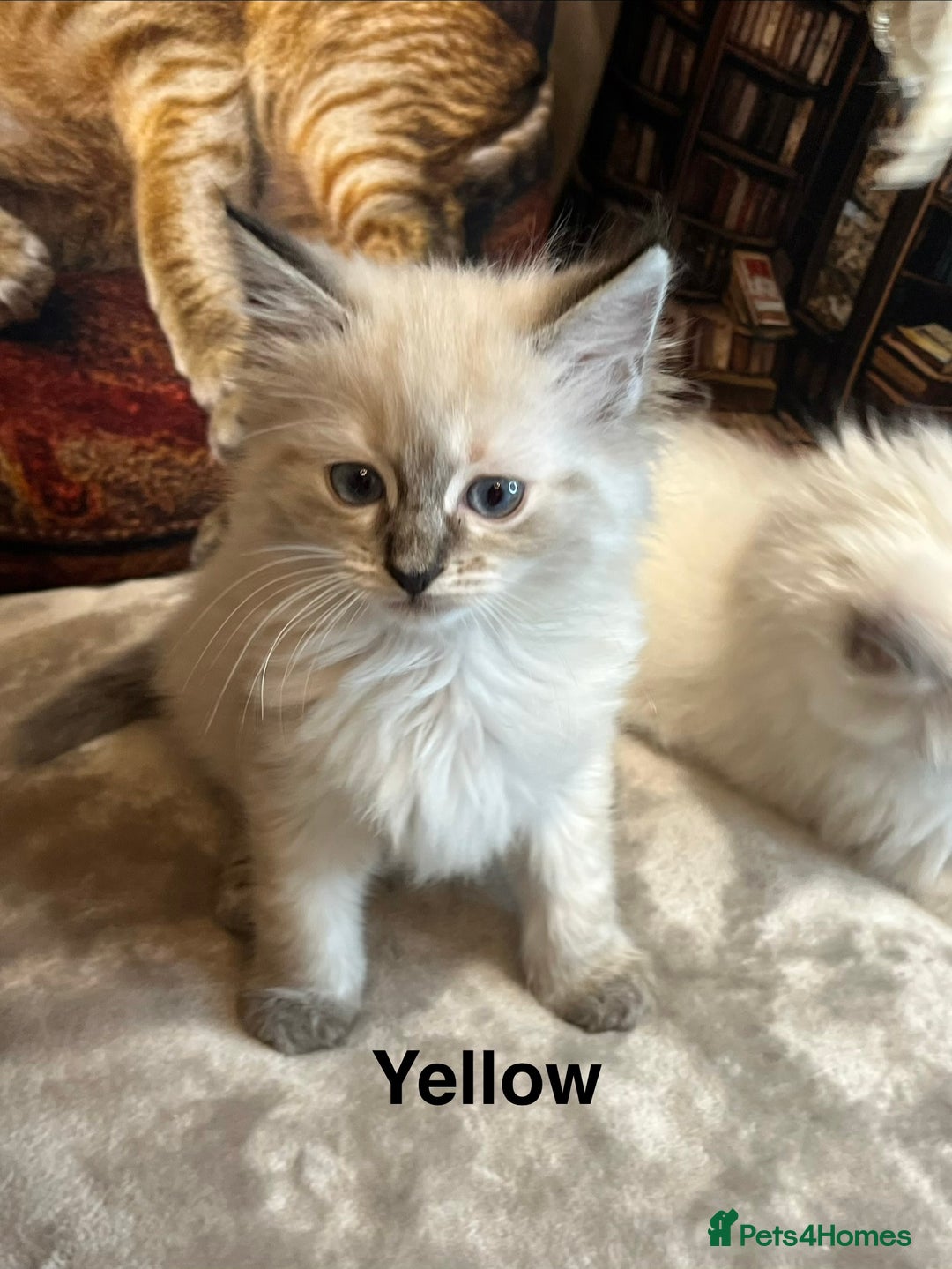 Ragdoll cats for sale: ❤️Amazing Pure Ragdoll Girls Waiting Loving Family - Advert 27