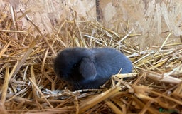 Mini Lop rabbits for sale: Beautiful baby  mini lops bunny’s  in Taunton - Image 4