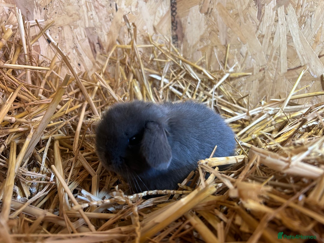 Mini Lop rabbits for sale: Beautiful baby  mini lops bunny’s  in Taunton - Image 4