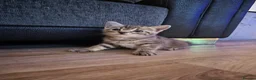 Domestic Shorthair cats for sale: 3 beautiful kittens in Kidderminster - Advert 7