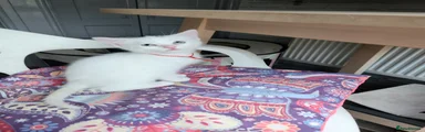 Mixed Breed Kitten 6