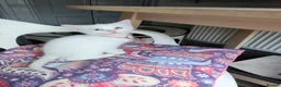 Mixed Breed cats for sale: White cats lovers calling  - Advert 3