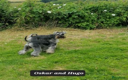 Miniature Schnauzer dogs for sale: Outstanding Miniature Schnauzer Puppies - Image 6