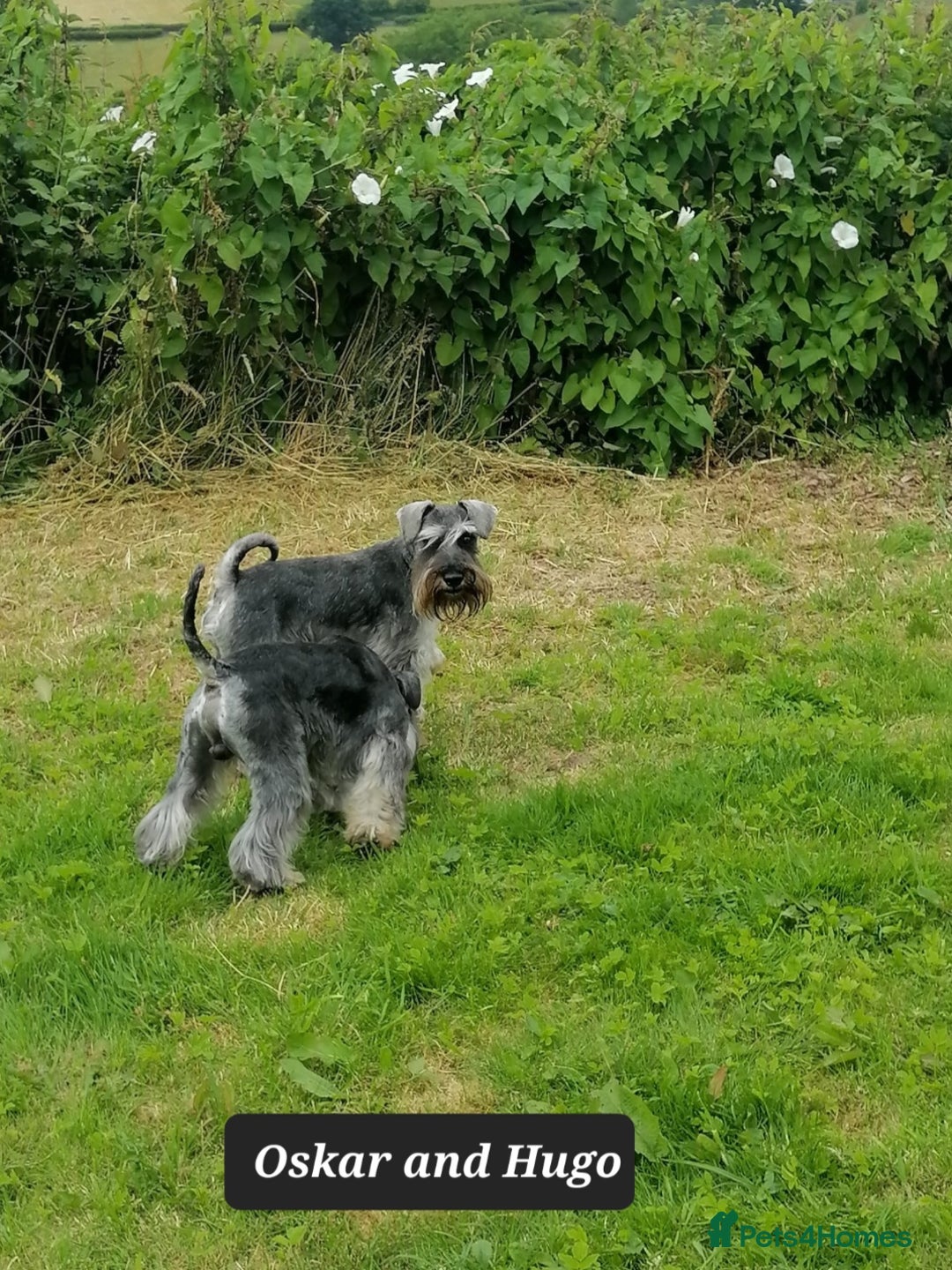 Miniature Schnauzer dogs for sale: Outstanding Miniature Schnauzer Puppies - Image 6