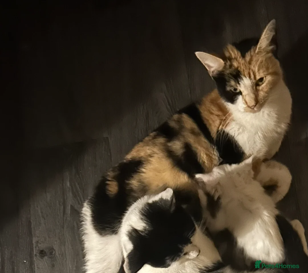 Mixed Breed cats for sale: 3 kittens for sale  - Advert 2