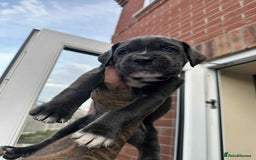 Cane Corso dogs for sale: Purebred Cane Corso puppies  - Image 14