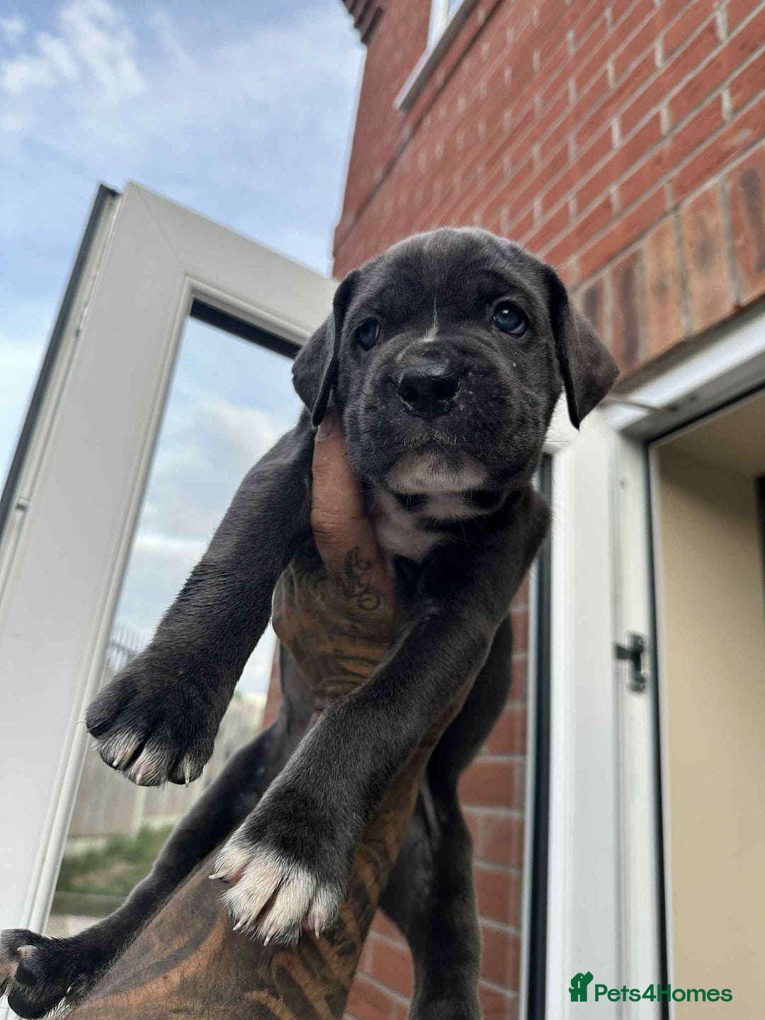 Cane Corso dogs for sale: Purebred Cane Corso puppies  - Image 14