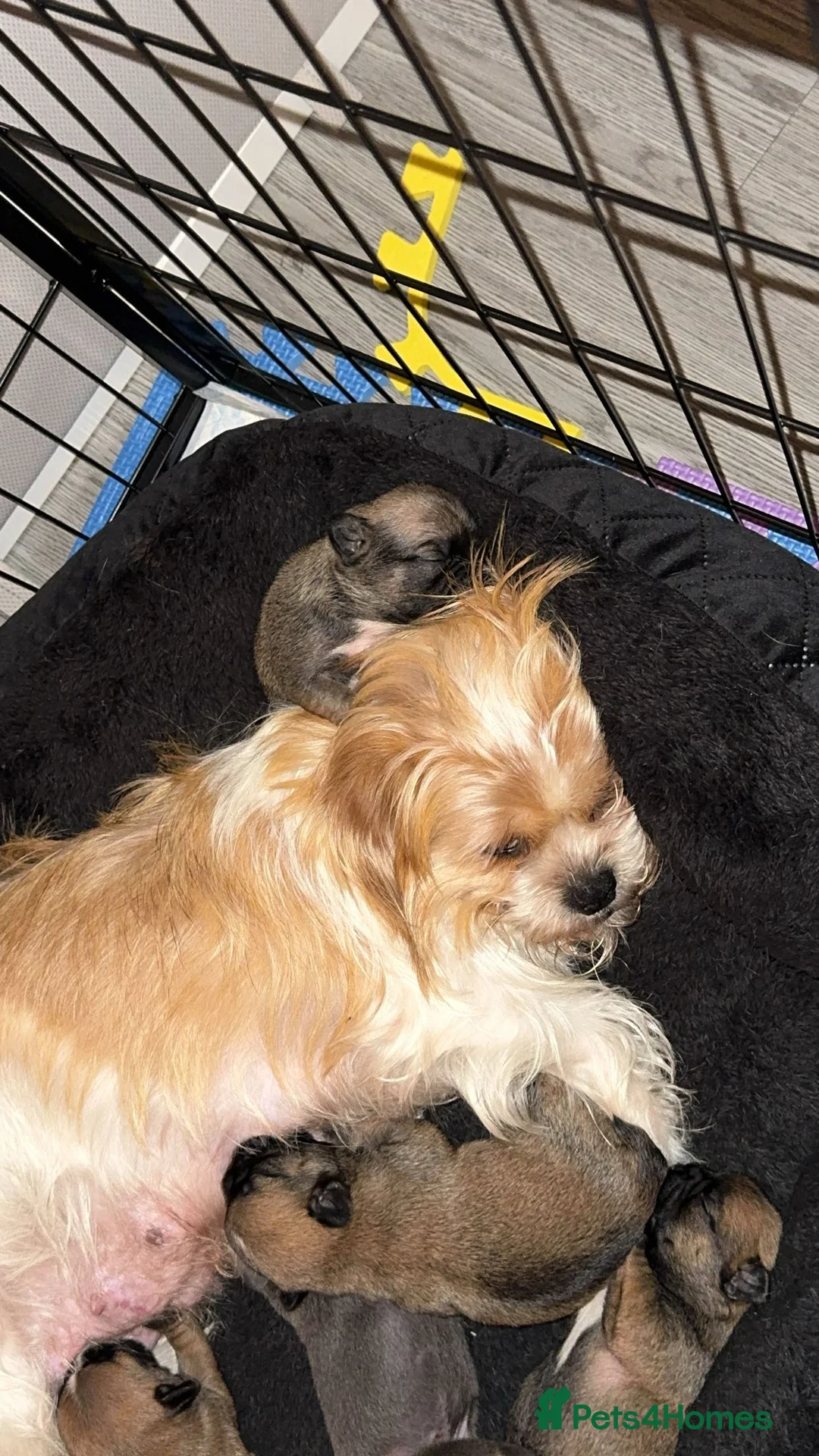 Mixed Breed dogs for sale: Pug Shih Tzu x French bulldog  - Advert 2