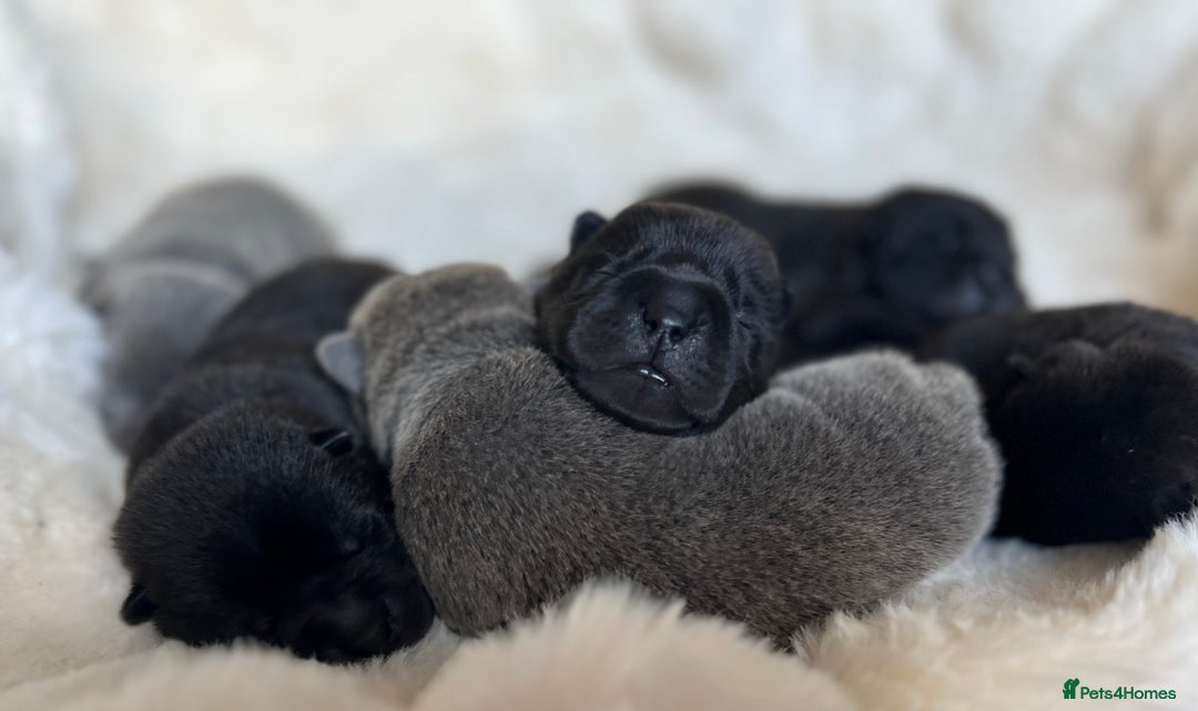 Mixed Breed dogs for sale: ChowPei Pups  - Image 4