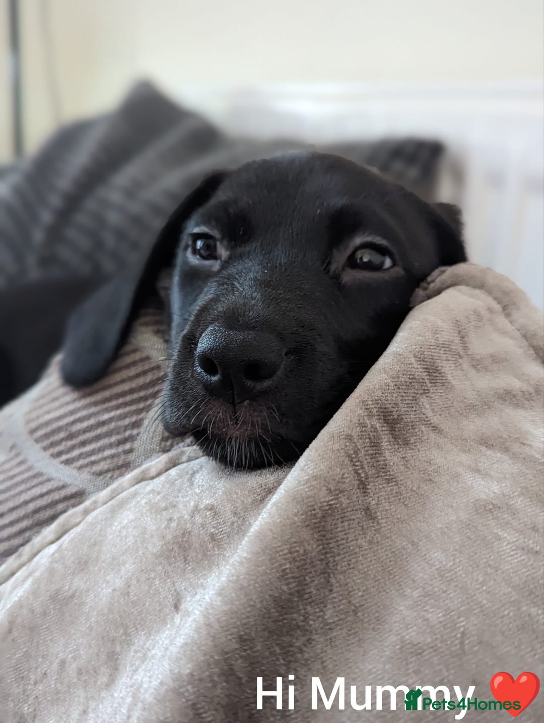 Mixed Breed dogs for sale: Very friendly Beagador called poppy - Advert 11