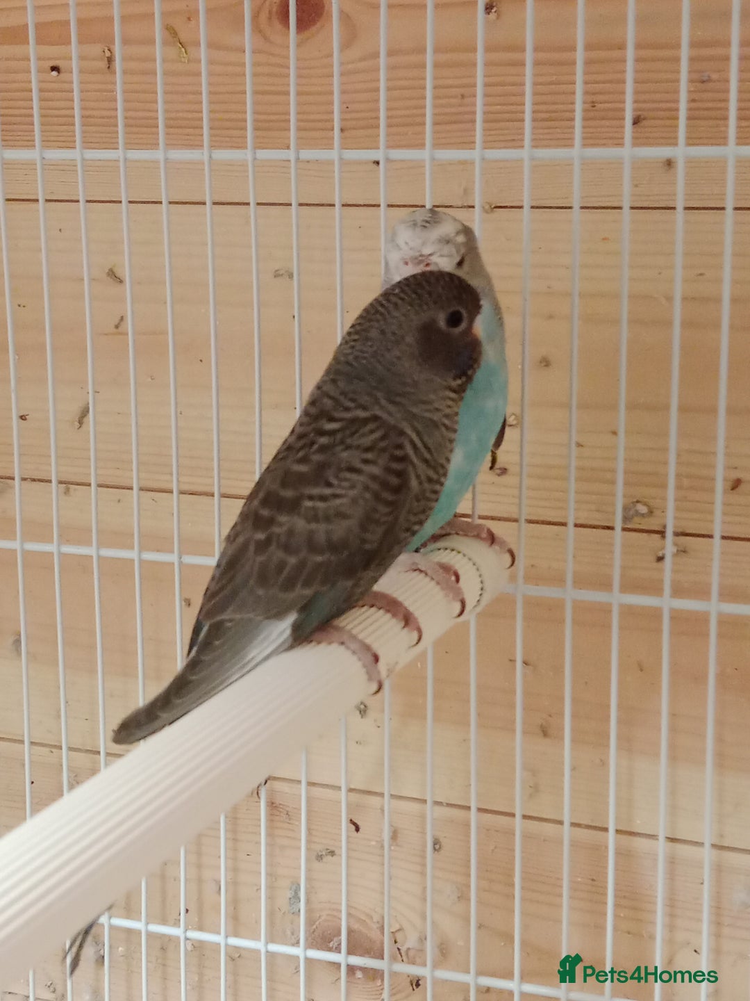 Budgerigars birds for sale: Rare black face  b/wing melanistic spgle for sale  - Image 3