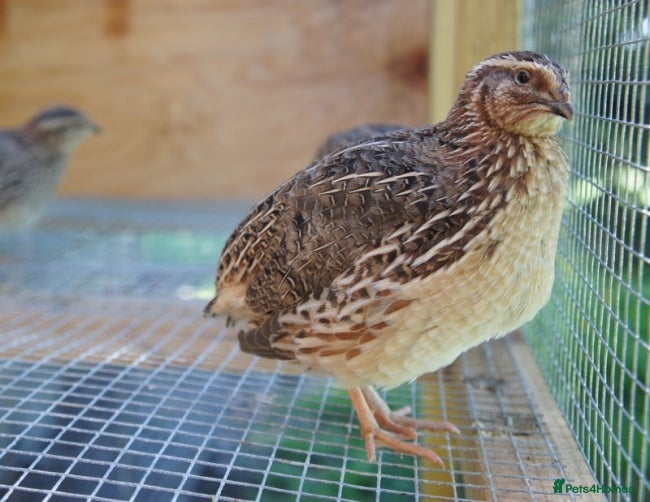 Quail poultry Jumbo Coturnix Japanese Quails  - Advert 5