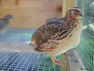 Quail poultry Jumbo Coturnix Japanese Quails - Advert 1