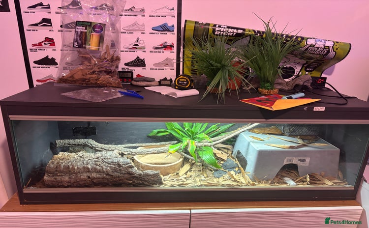 Python Snake reptiles - Advert 7