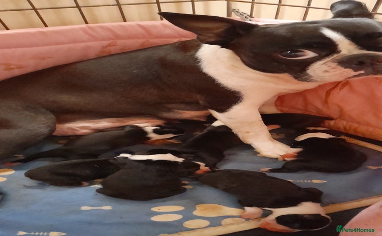 Boston Terrier dogs - Advert 3