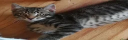 Mixed Breed cats for sale: ONLY ONE AMAZING, BEAUTIFUL, CLEVER, KITTEN LEFT - Advert 2