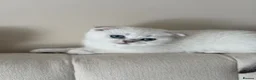 Scottish Fold cats for sale: Silver chinchilla Scottish folds  - Advert 16