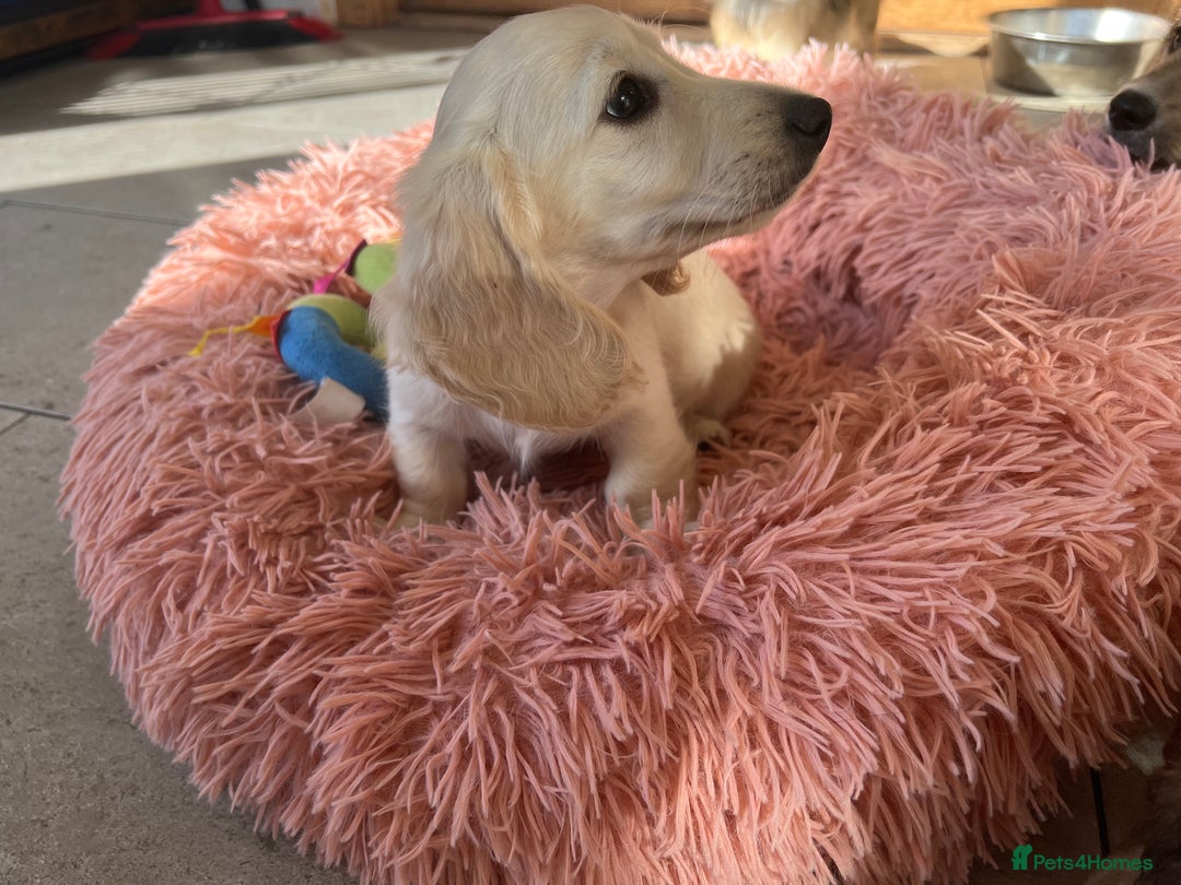 Miniature Dachshund dogs for sale: **KC REG Miniature long haired dachshund puppies** - Image 7