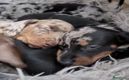 Dachshund dogs for sale: Miniature smooth hair dachshund  - Image 2