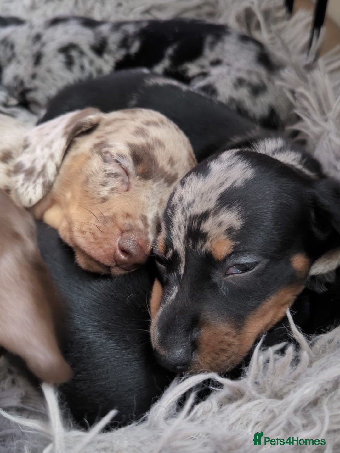 Dachshund dogs for sale: Miniature smooth hair dachshund  - Image 2