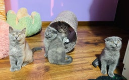 Scottish Fold cats for sale: Beautiful litter of Scottish fold  😍 - Image 13