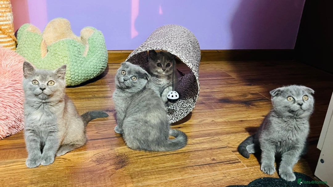 Scottish Fold cats for sale: Beautiful litter of Scottish fold  😍 - Image 13