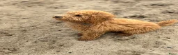 Toy Poodle dogs for stud: KC Toy Poodle Health Tested - Advert 5