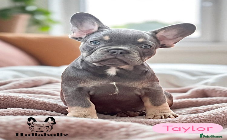 French Bulldog dogs - Advert 1
