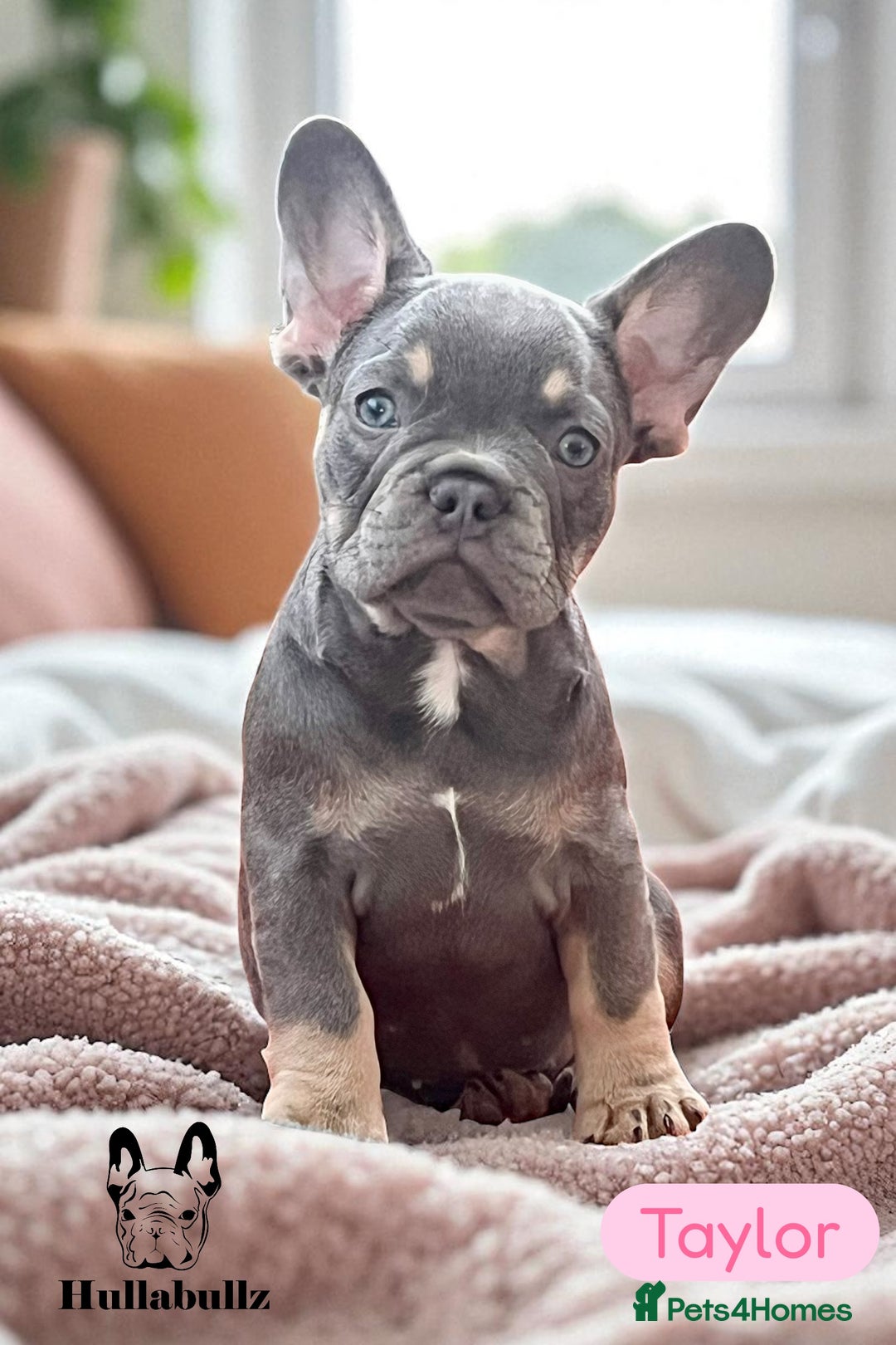 French Bulldog puppies for sale in East Sussex Pets4Homes