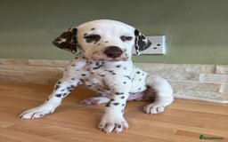 Dalmatian dogs for sale: 2 handsome chunky liver spotted boys  - Image 6