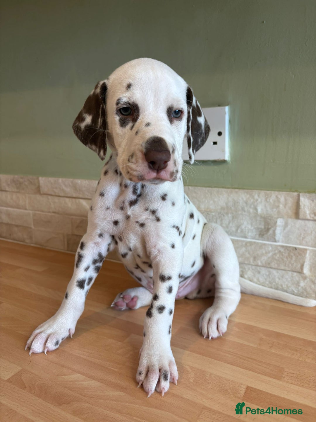 Dalmatian dogs for sale: 2 handsome chunky liver spotted boys  - Image 6