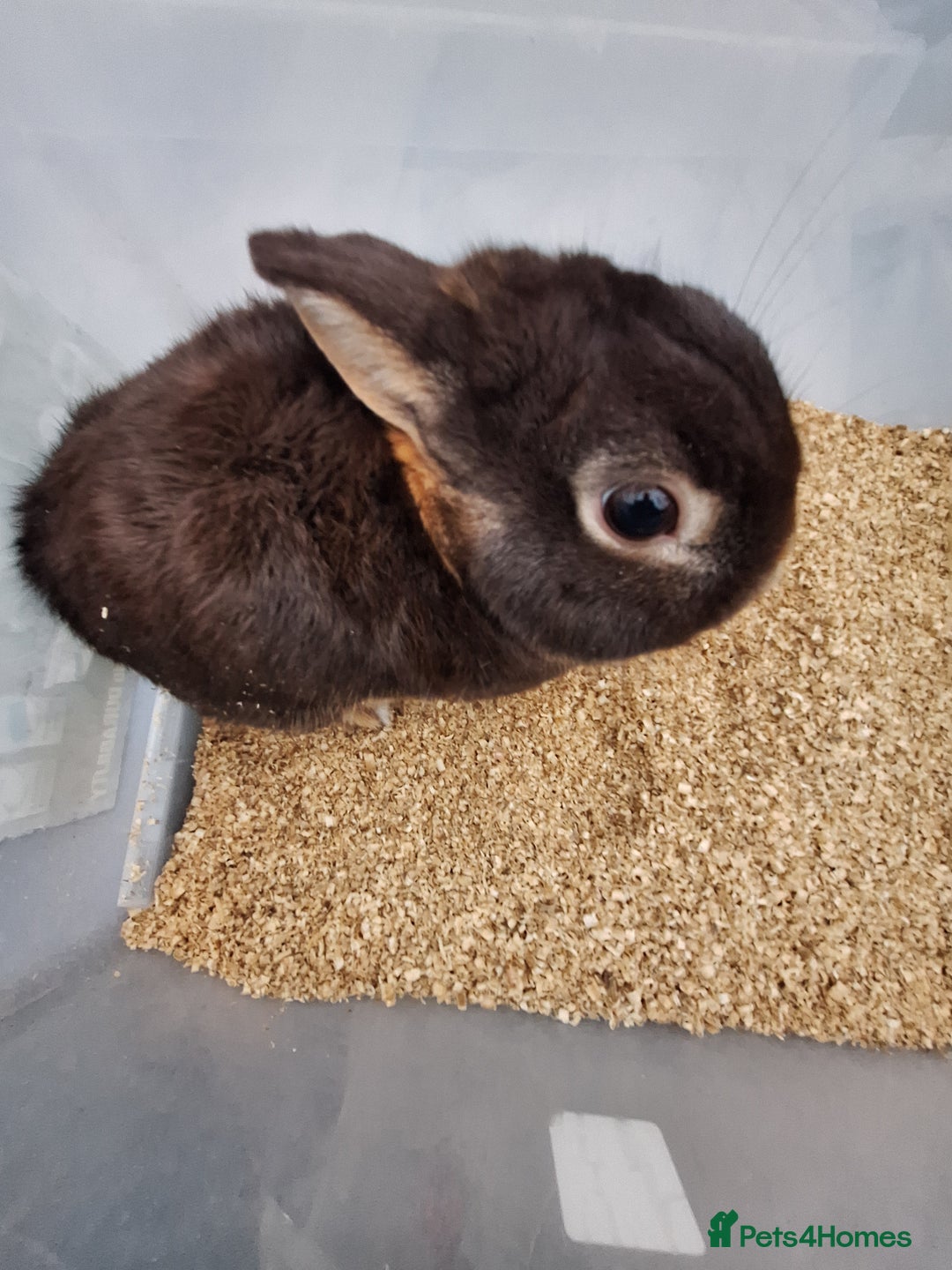 Netherland Dwarf rabbits for sale: 2 adult Netherland dwarf rabbit for sale £40 each  - Advert 8