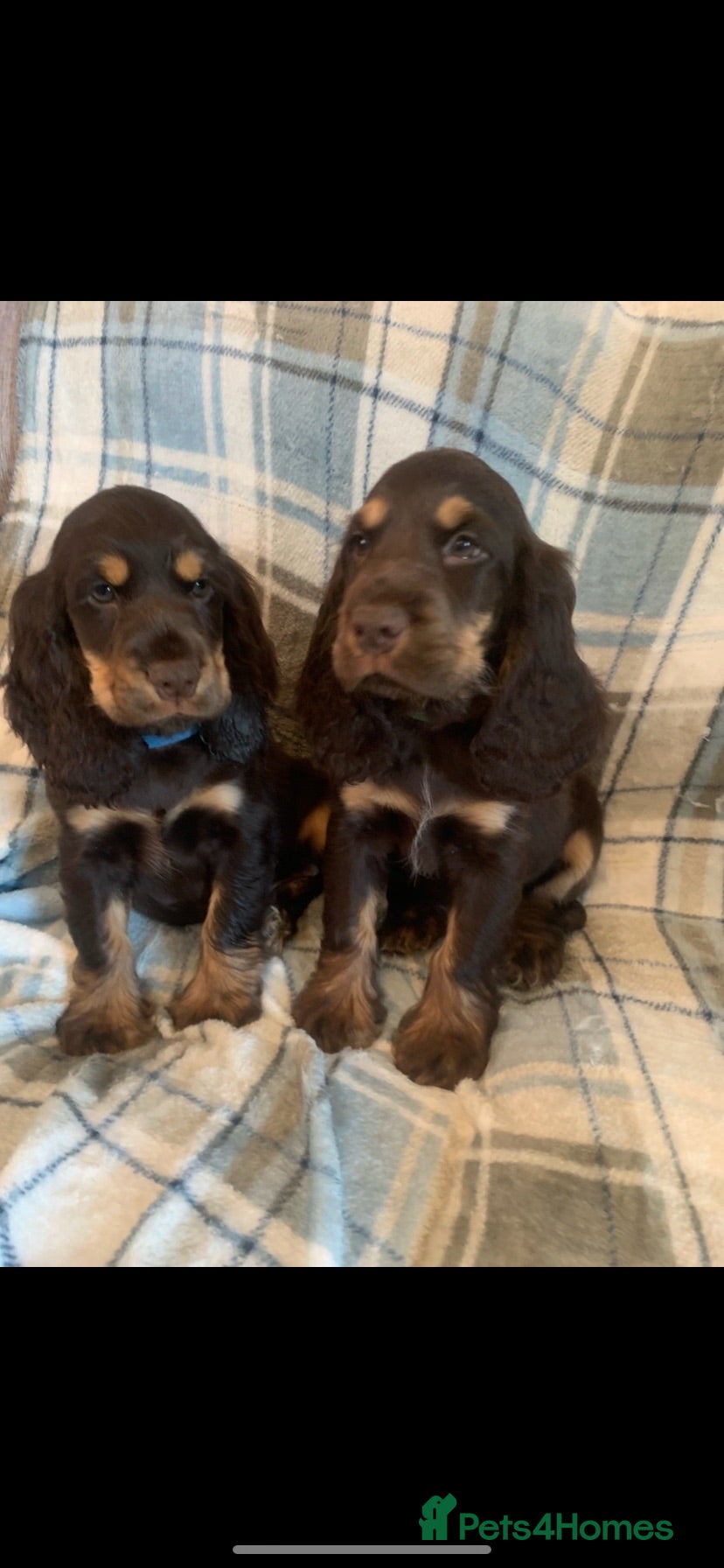 Cocker Spaniel dogs Show type cocker spaniel puppy’s  - Advert 1