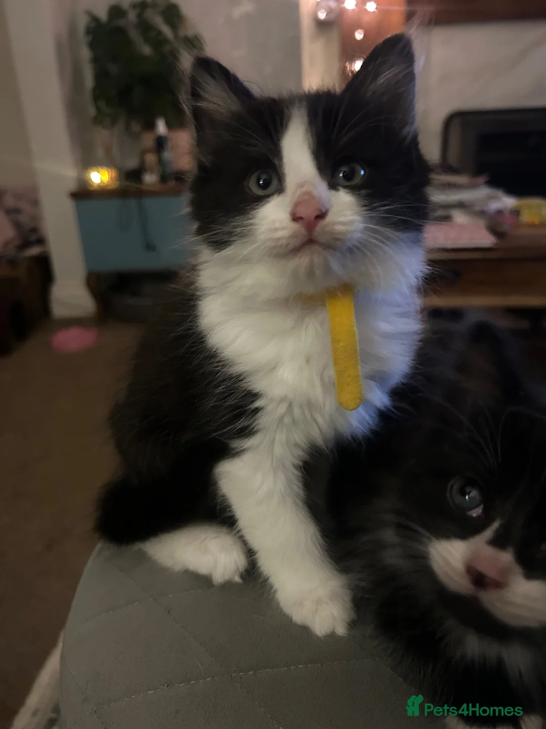 Mixed Breed cats for sale: Cheeky fluffy kittens in Carlisle - Advert 2