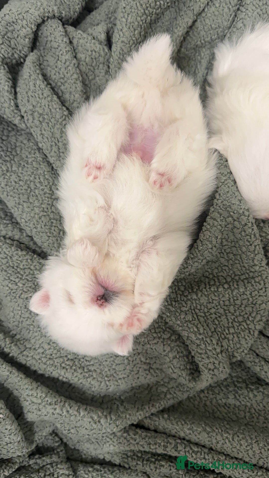 Pomeranian dogs for sale: 4 white pure bred pomerainian puppies - Advert 7