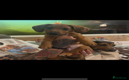 Dachshund dogs for sale: Miniature dachshund cross jack Russell  - Image 4