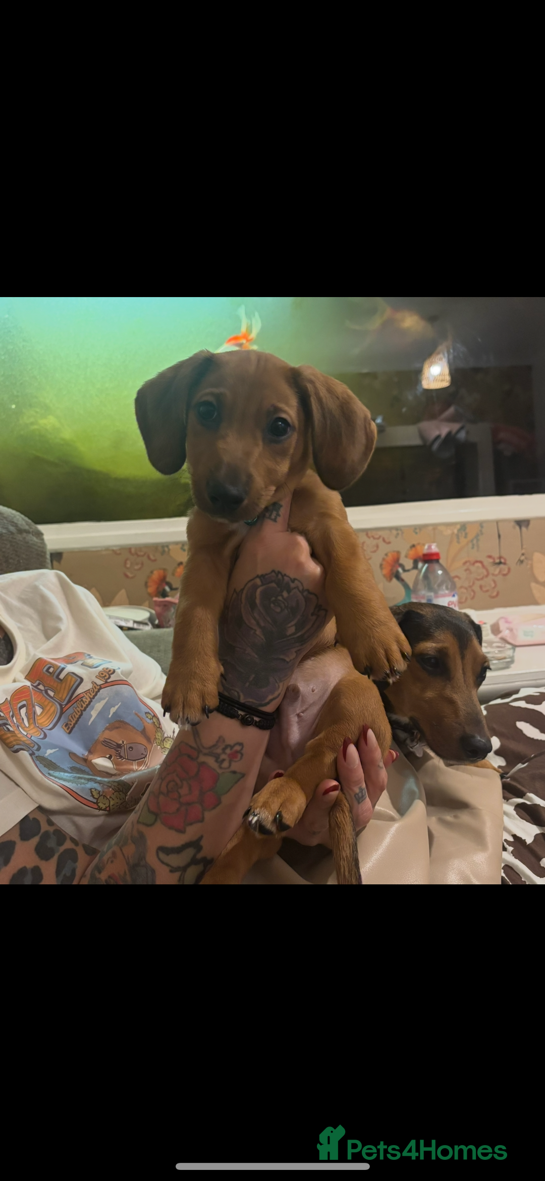 Dachshund dogs for sale: Miniature dachshund cross jack Russell  - Image 4