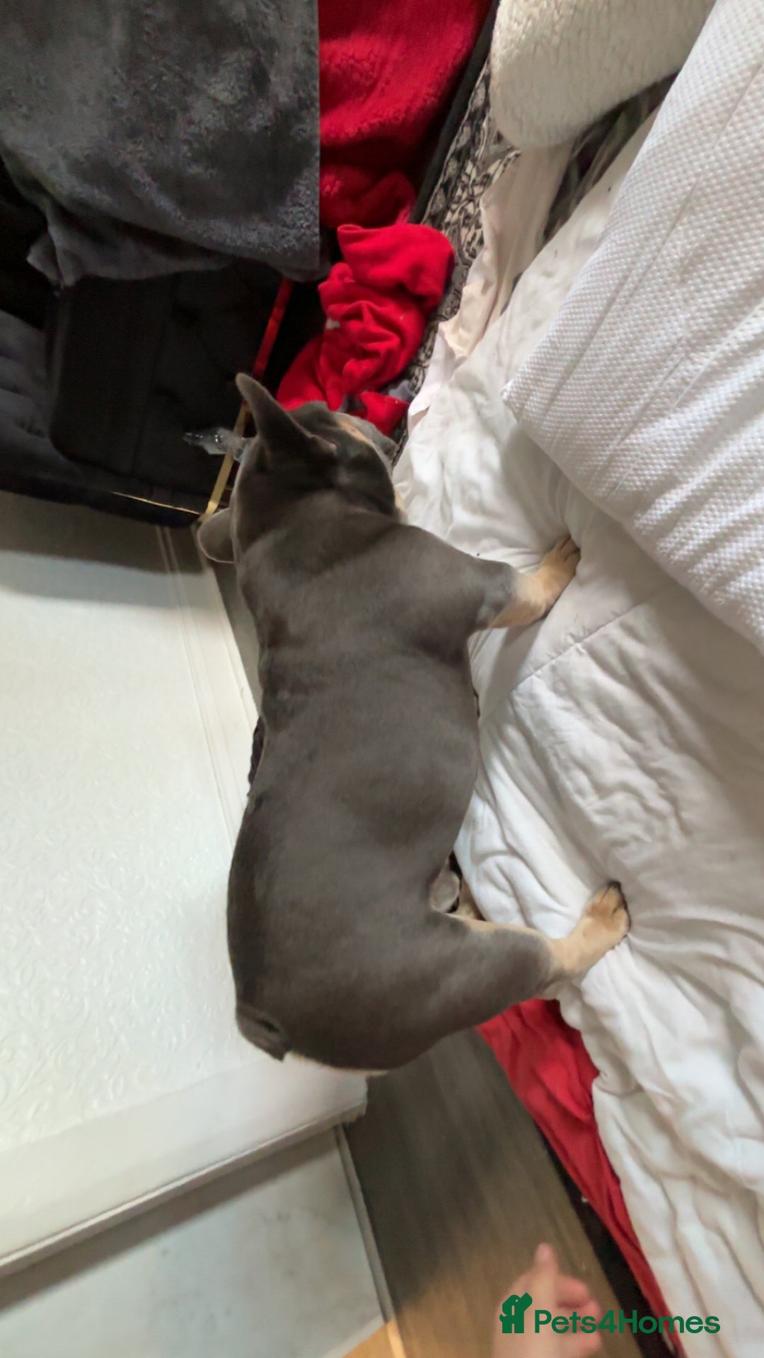 French Bulldog dogs for stud: Meet buddy a lilac frenchie looking for a bitch  - Image 8