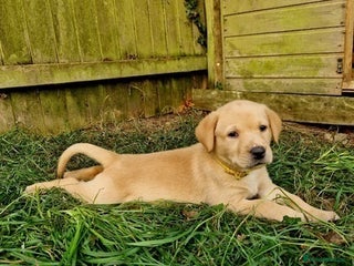 Labrador Retriever dogs Energetic Labrador retriever - Advert 9