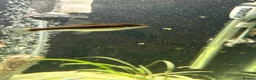 Other/Mixed Breed fish for sale: 2 Siamese algae eater fish  in Purley - Advert 9