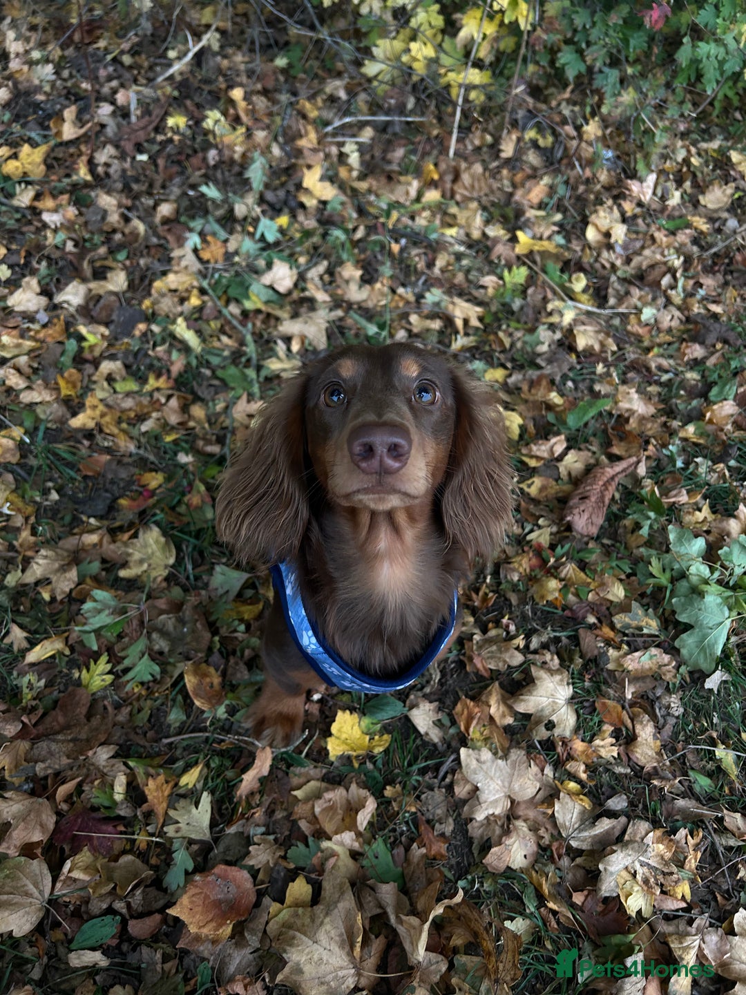 Miniature Dachshund dogs for stud: Miniature Long Haired Dachshund for Stud - Advert 5