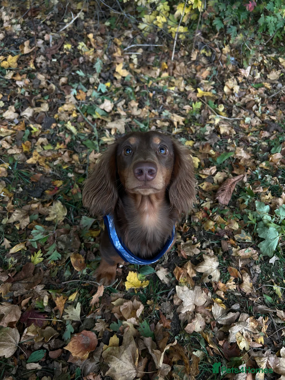 Miniature Dachshund dogs for stud: Miniature Long Haired Dachshund for Stud - Advert 5