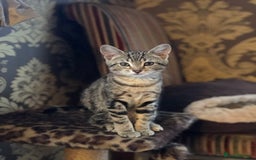 Mixed Breed cats for sale: Beautiful kittens for sale - Image 7