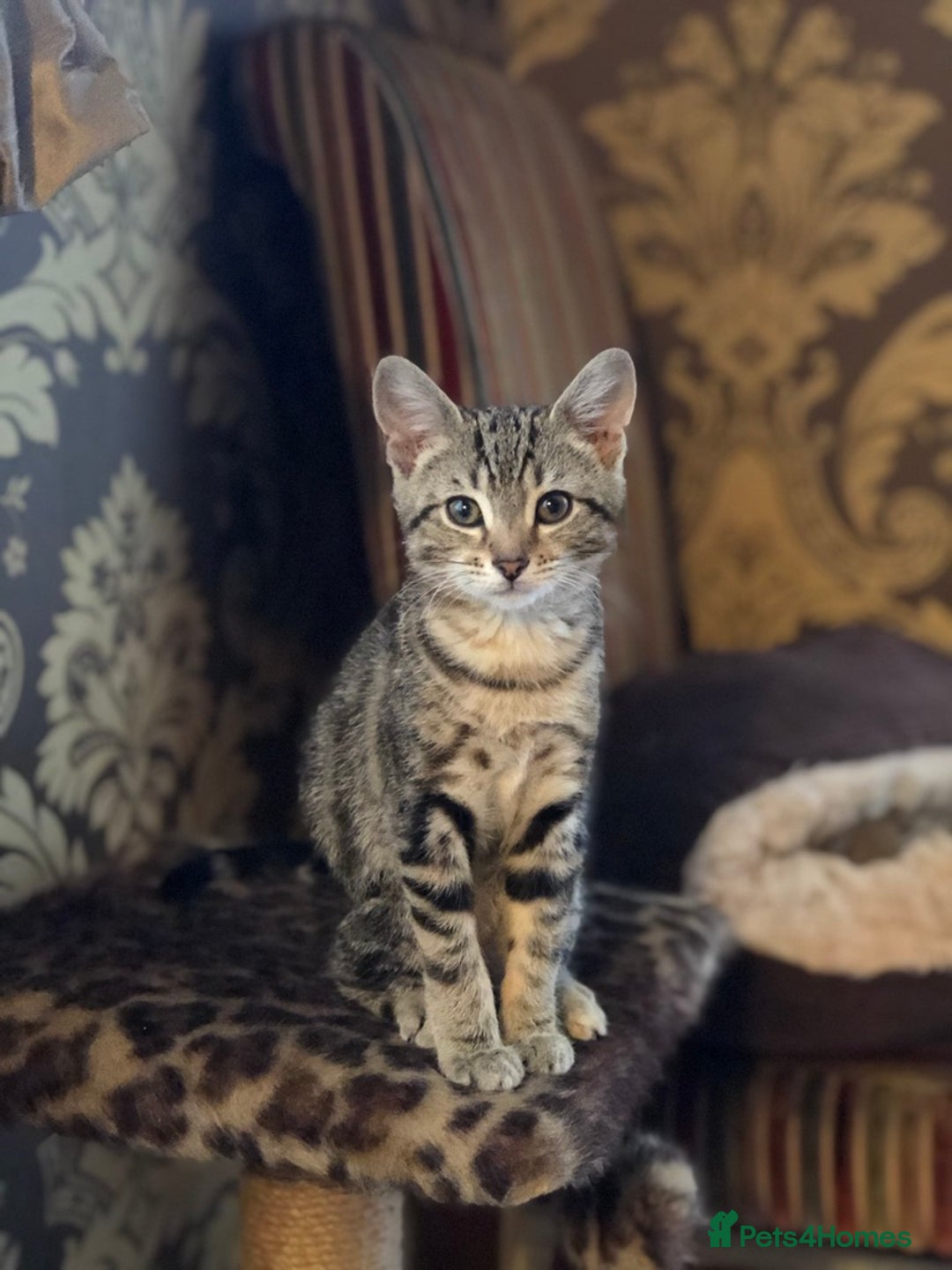 Mixed Breed cats for sale: Beautiful kittens for sale - Image 7
