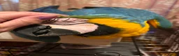 Macaws birds for sale: Baby Blue And Gold Macaws - Advert 9