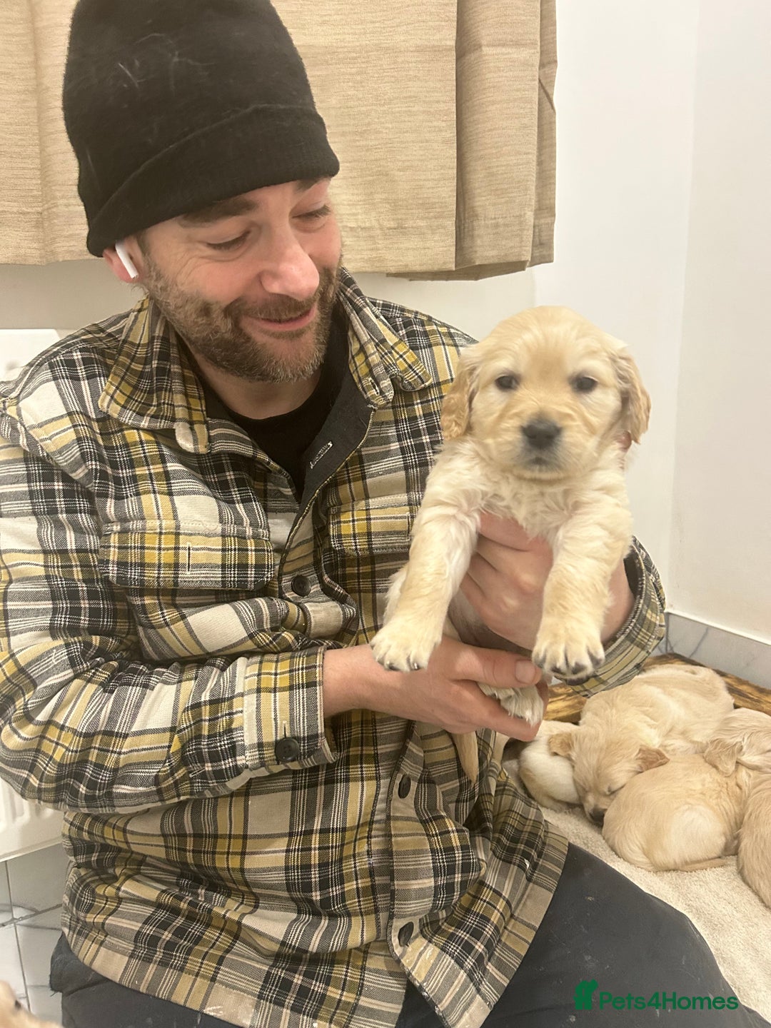 Golden Retriever dogs for sale: Pure breed, show line, ready 23/12/25  - Advert 13