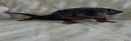 Miniature Dachshund dogs for sale: 3 beautiful miniature dachshund girls  in Chesterfield - Advert 15