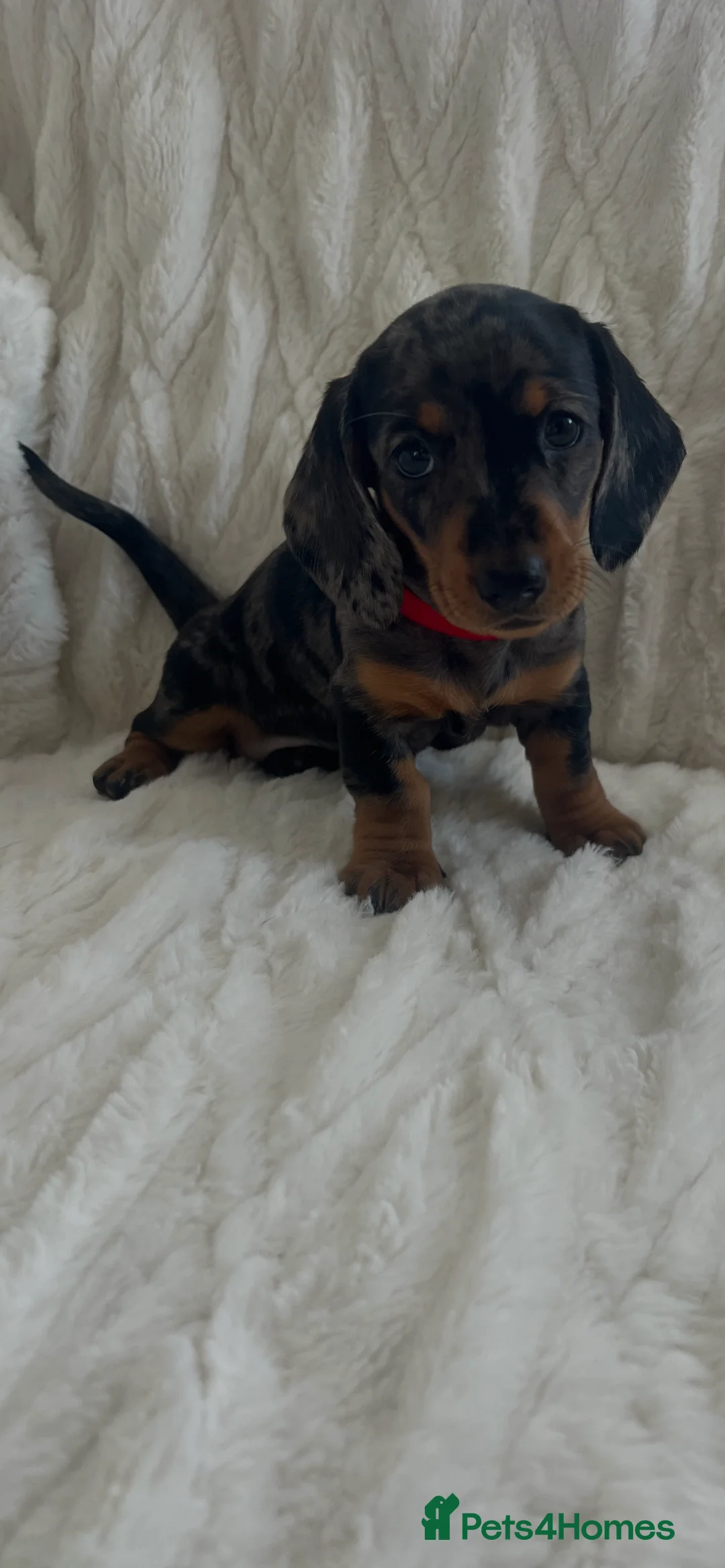 Miniature Dachshund dogs for sale: 3 beautiful miniature dachshund girls  in Chesterfield - Advert 15